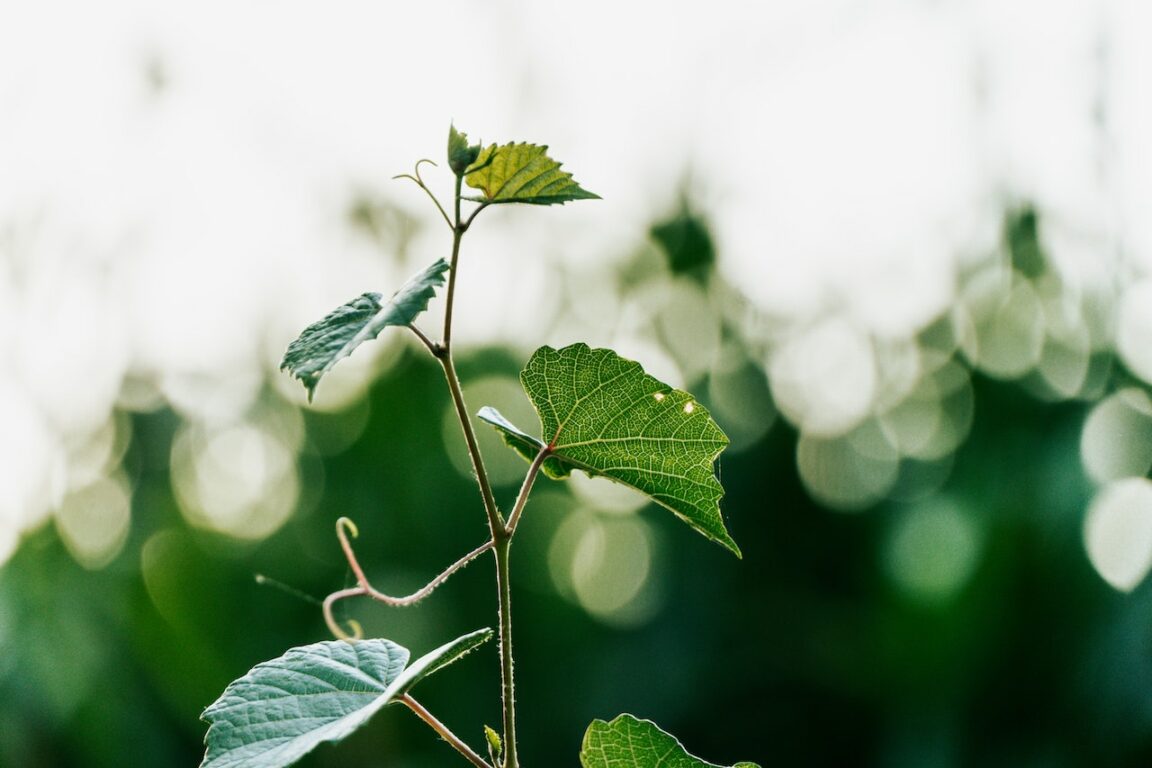 10 Free Plant Identification Apps for Android Mobile Marketing Reads