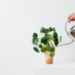 apps-for-watering-plants – mobile marketing reads